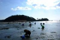 【幡豆町】東幡豆の潮干狩り3