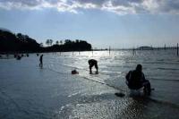 【幡豆町】東幡豆の潮干狩り4