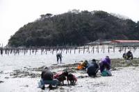 【幡豆町】東幡豆の潮干狩り5