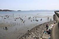 【幡豆町】幡豆海岸の潮干狩り2