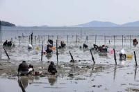 【幡豆町】幡豆海岸の潮干狩り3