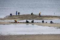 【幡豆町】幡豆海岸の潮干狩り4