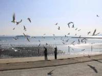 【蒲郡市】カモメの餌やり（春日浦海岸）