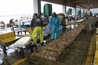 【幡豆町】東幡豆漁港に水揚げされた魚1