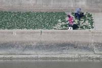 【一色町】アオサを干す人