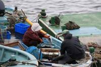 【幡豆町】アサリの荷揚げ1（東幡豆漁港）