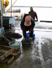 【幡豆町】アサリの荷揚げ2（東幡豆漁港）