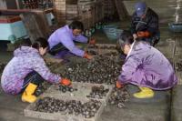 【幡豆町】東幡豆漁港に水揚げされた貝の選別作業