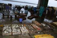 【幡豆町】東幡豆漁港に水揚げされた魚2