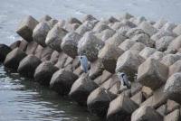 【一色町】アオサギ（一色港東側）