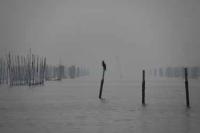 一色町】ウミウの休息（一色港西側）