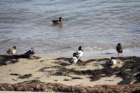 【一色町】カモたち（一色港東側）