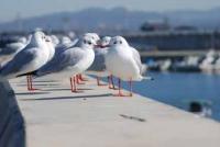 【一色町】カモメたち（一色港堤防）