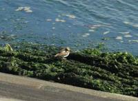 【吉良町】吉良港の水鳥