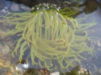 【吉良町】宮崎海岸のイソギンチャク2（水中写真）