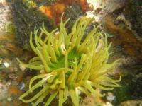 【吉良町】宮崎海岸のイソギンチャク3（水中写真）