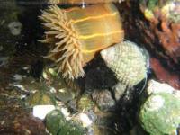 【吉良町】宮崎海岸のイソギンチャク5（水中写真）