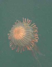 【幡豆町】クラゲ（東幡豆漁港）