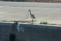 【幡豆町】サギ（東幡豆漁港）