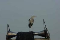 【幡豆町】サギ（幡豆漁港）