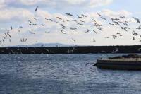 【幡豆町】一斉に飛び立つカモメたち（幡豆漁港）