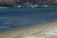 【幡豆町】羽を休める水鳥たち1（幡豆海岸）