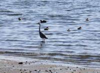 【幡豆町】羽を休める水鳥たち2（幡豆海岸）