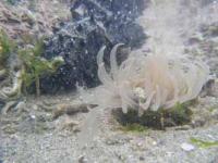 【幡豆町】寺部海岸のイソギンチャク1（水中写真）