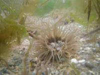 【幡豆町】寺部海岸のイソギンチャク2（水中写真）