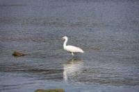 【幡豆町】寺部海岸のサギ1