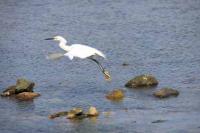 【幡豆町】寺部海岸のサギ2