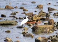 【幡豆町】寺部海岸のサギ3