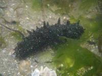 【幡豆町】寺部海岸のナマコ（水中写真）