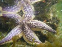 【幡豆町】寺部海岸のヒトデ（水中写真）