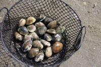 【幡豆町】潮干狩りで採れたアサリ