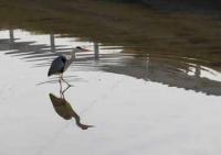 【幡豆町】鳥羽海岸のサギ