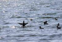 【幡豆町】幡豆港のカモ