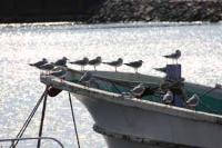 【幡豆町】幡豆港のカモメ