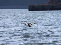 【幡豆町】幡豆港の水鳥