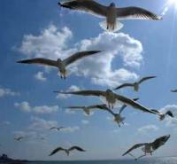 【蒲郡市】カモメ大群（竹島）