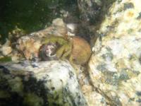 【蒲郡市】ヤドカリ水中写真（西浦海岸）