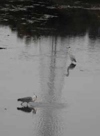 【豊橋市】アオサギ1（豊川河口）