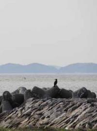 【豊橋市】ウミウ2（豊川河口）