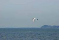 【豊橋市】サギ1（豊川河口）