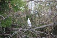 【豊橋市】サギ2（豊川河口）