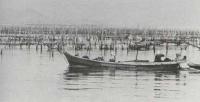 のり漁場（昭和44年2月）