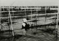 のり養殖の風景1（昭和30年代）
