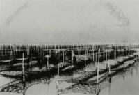 のり養殖の風景2（昭和30年代）