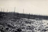 松原海岸の海苔そだ（昭和35～40年頃）