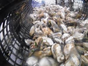 牡蠣養殖方法6